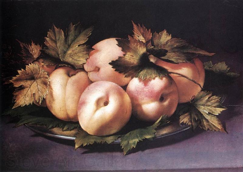 FIGINO, Giovanni Ambrogio Still-life with Peaches and Fig-leaves fdg Spain oil painting art